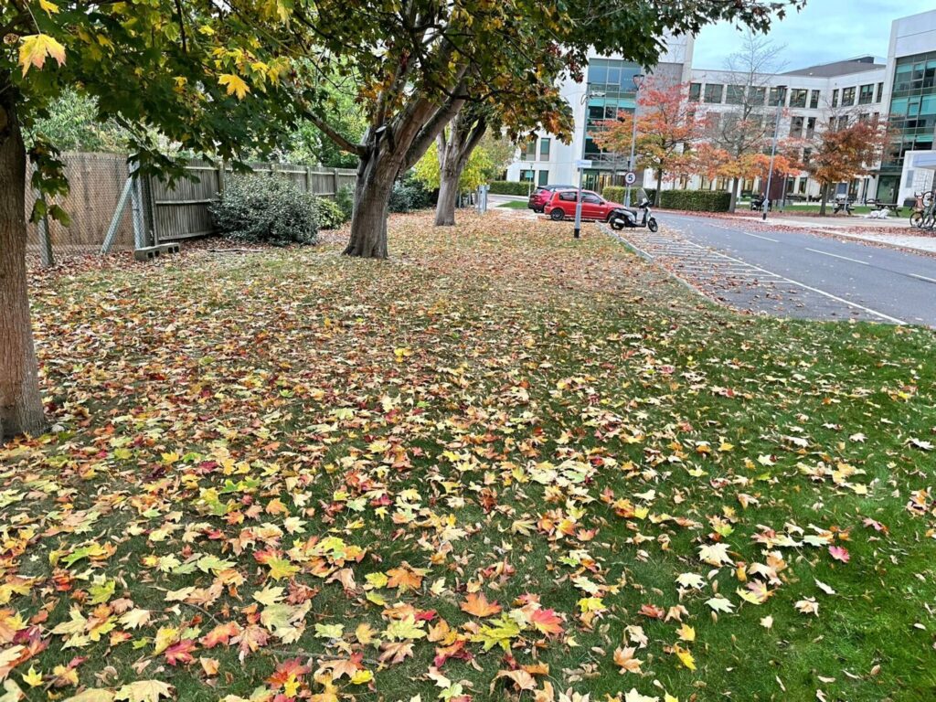 contracted public grass mowing and maintenance outside school