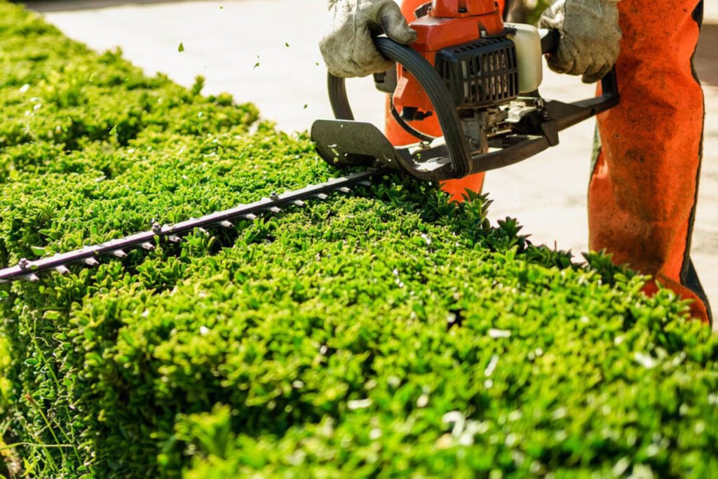 Domestic Hedge, Shrub & Tree Care Norfolk & East Anglia