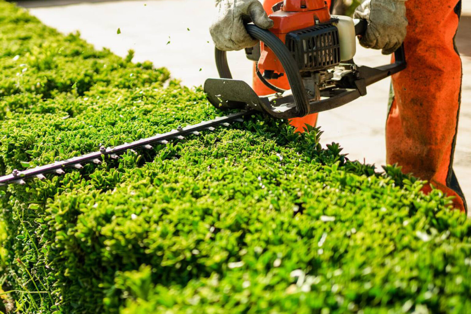 Domestic Hedge, Shrub & Tree Care Norfolk & East Anglia