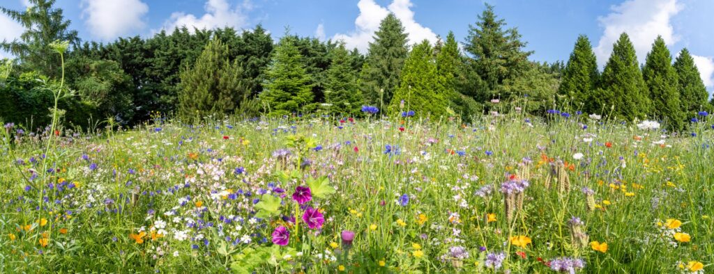 Seeding & Habitat Creation Norfolk & East Anglia