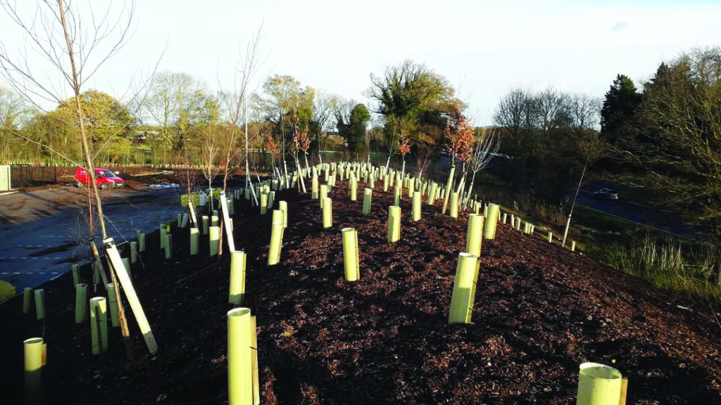 large area tree planting