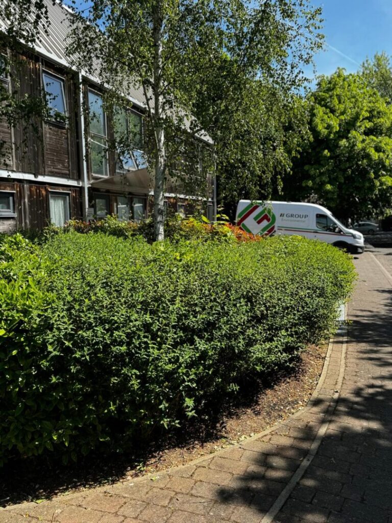 freshly cut bush and trees