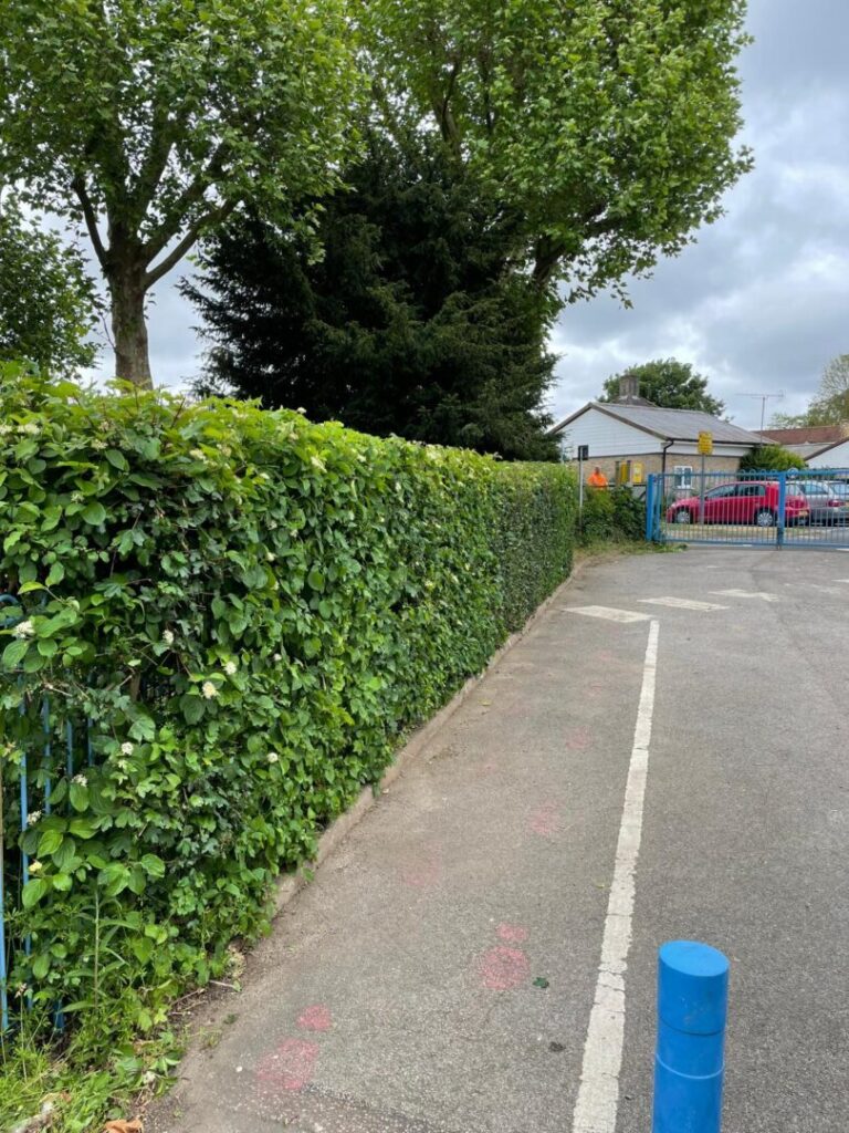hedge cut and tree trimmed next to carpark