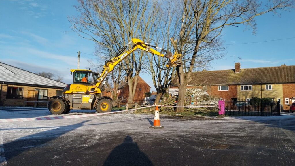 commercial tree removal service in east anglia