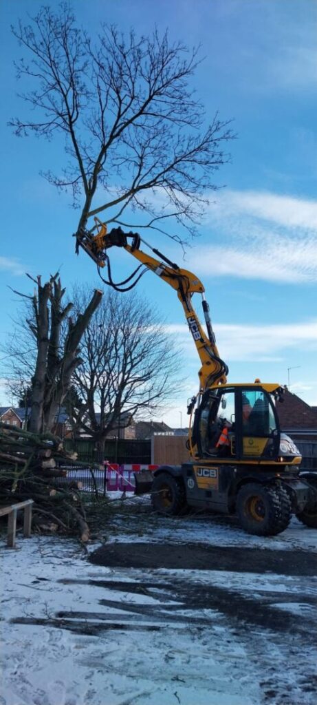 tree removal job in winter