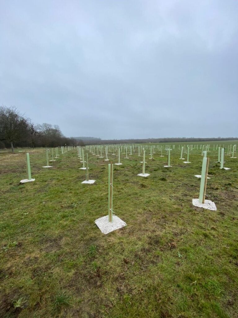 Whip, Tree & Hedge Planting Norfolk & East Anglia