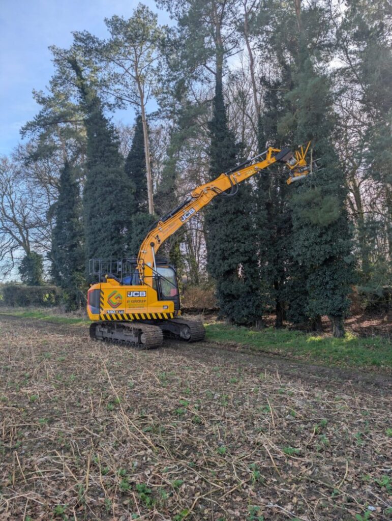 tall tree cutting and sheering with maintenance