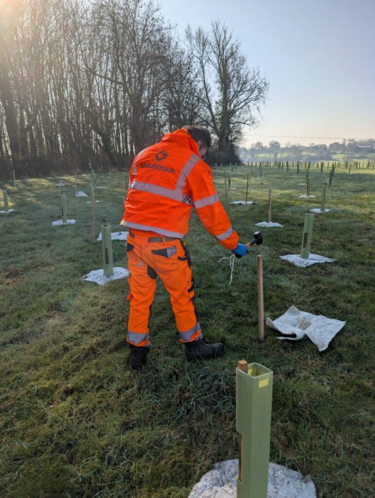 man working on commercial tree shrub and whip planting site