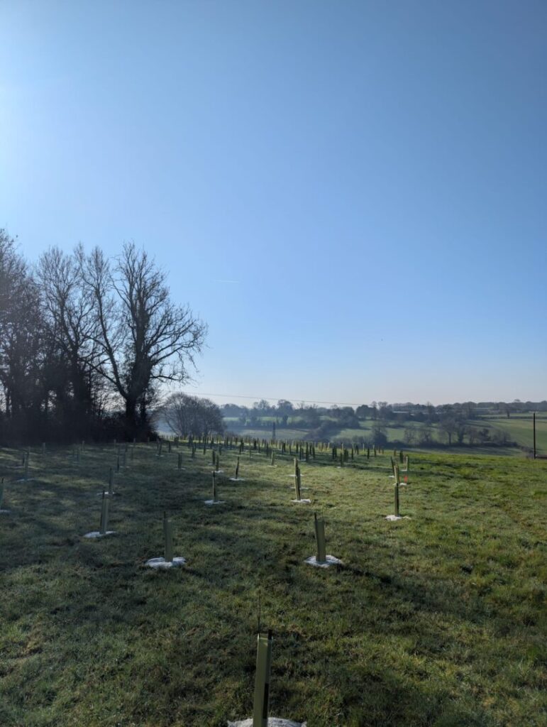 Tree, shrub and whip planting service on land