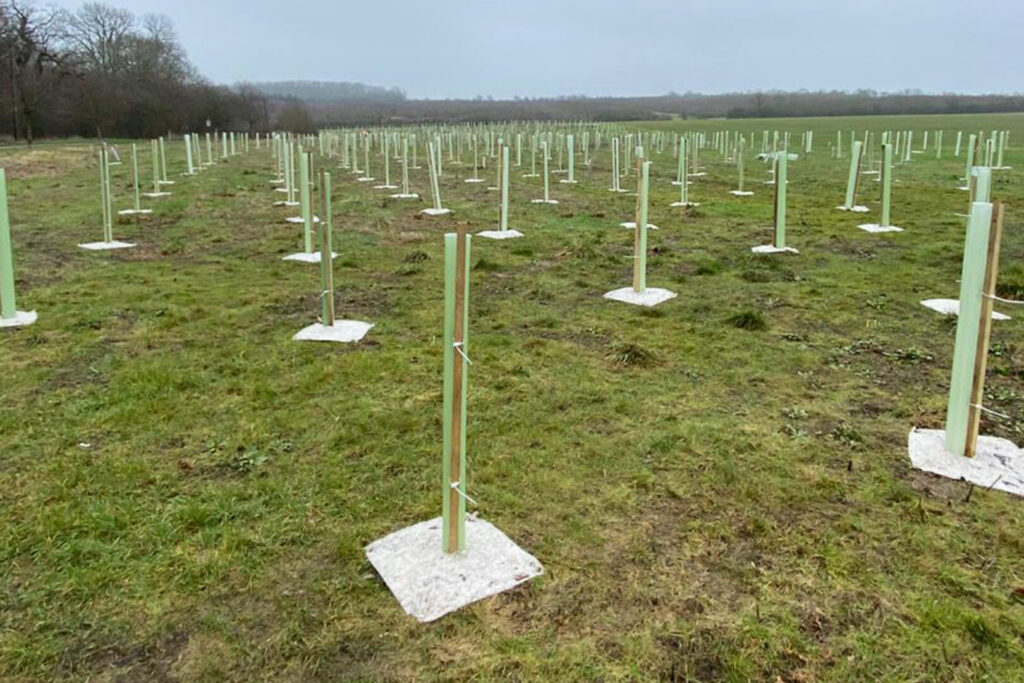 Tree Shrub & Whip Planting Norfolk & East Anglia