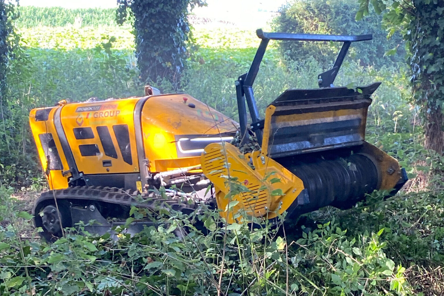 woodland and vegetation clearance on property