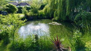 cleaned and maintenanced pond in east anglia