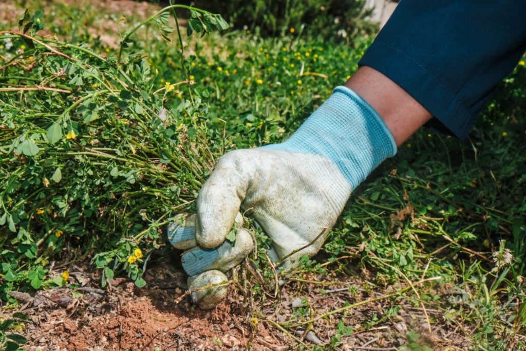 roots being pulled for garden maintenance