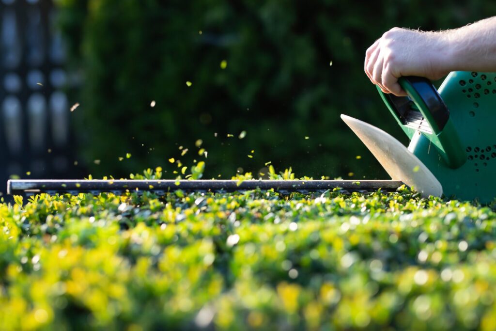 man hedge cutting in norfolk & east anglia