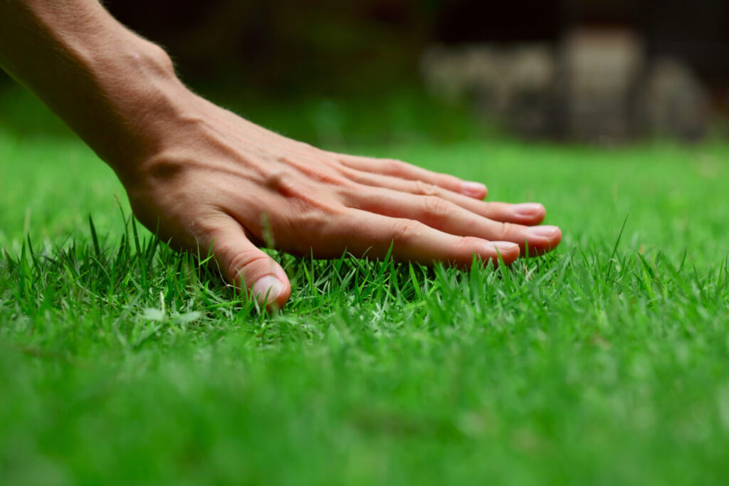 Lawn Care Norfolk & East Anglia | Scarifying & Treatment Services