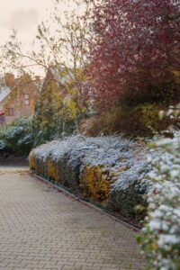 winter garden maintenance