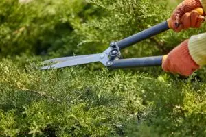 hedge trimming