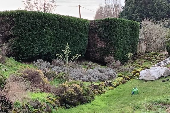 hedge cutting garden