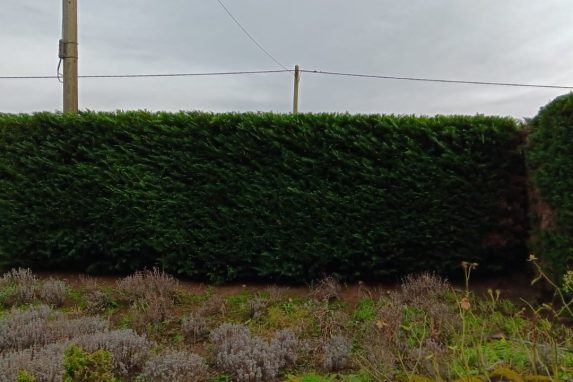 hedge cutting jobs